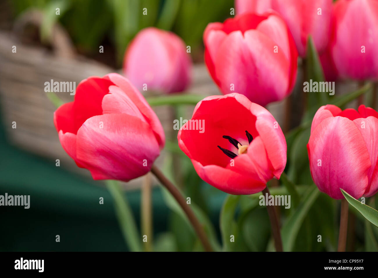 Tulipa 'Diamond Shimmer' Stock Photo