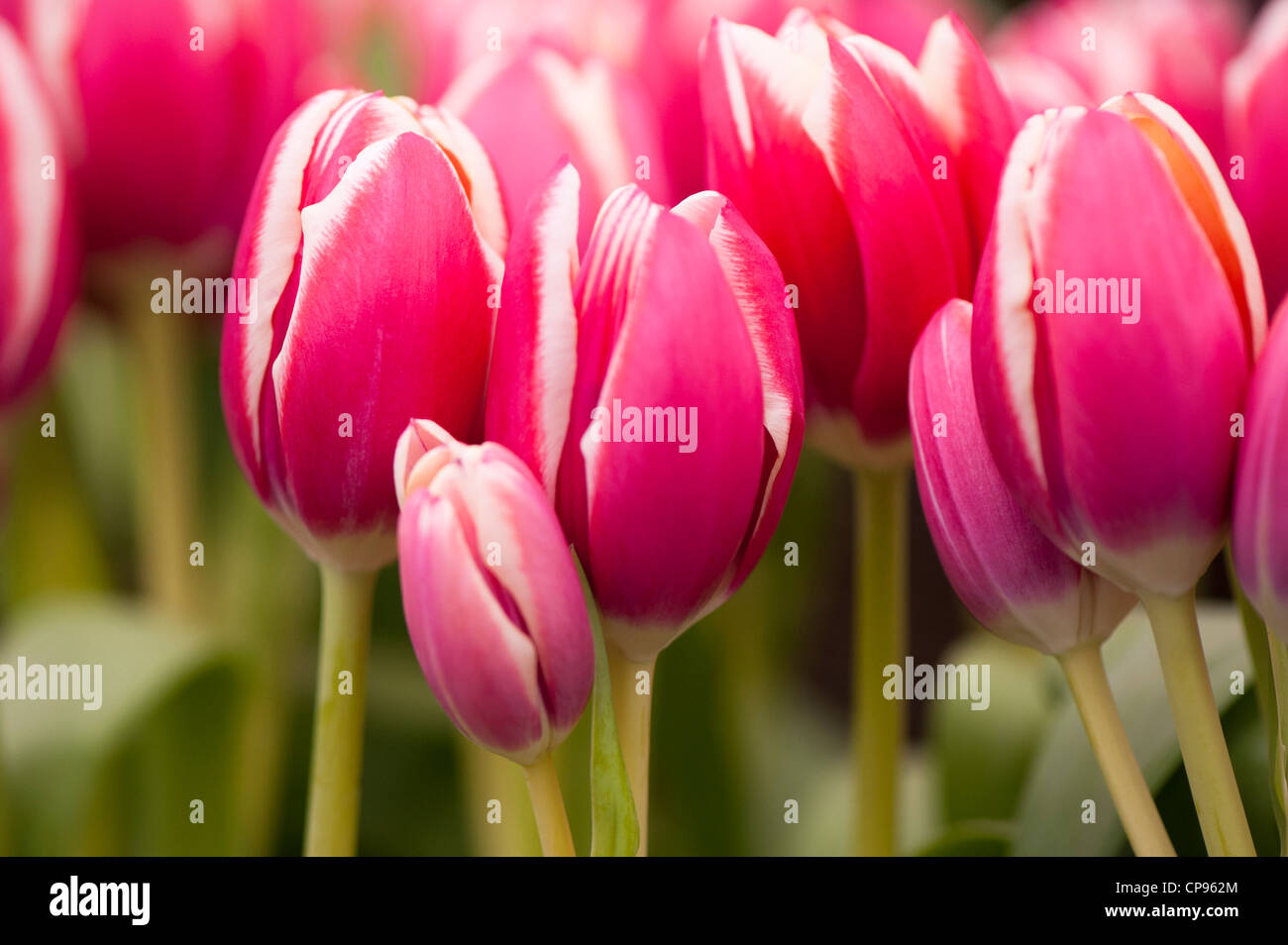Tulipa 'Furand', Triumph Tulip Stock Photo