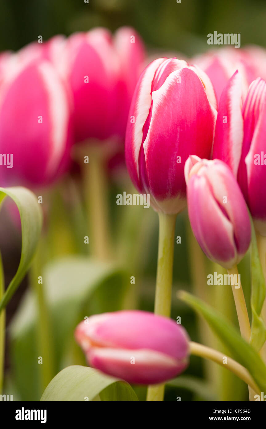 Tulipa 'Furand', Triumph Tulip Stock Photo