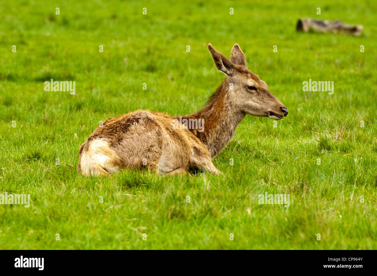 Female Deer lying down in Richmond Park Stock Photo Alamy