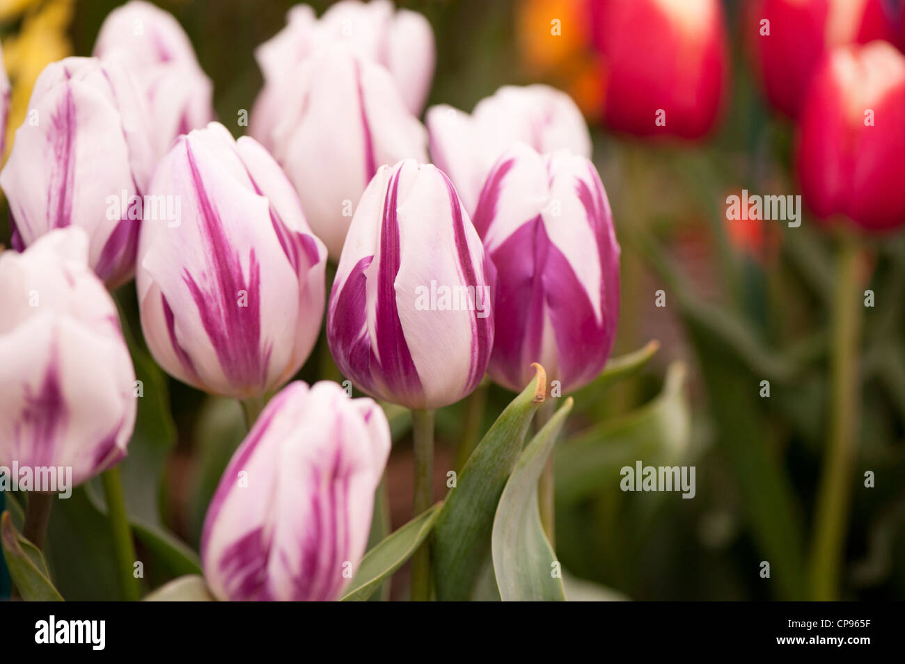 Tulipa 'Flaming Flag', Triumph Tulip Stock Photo