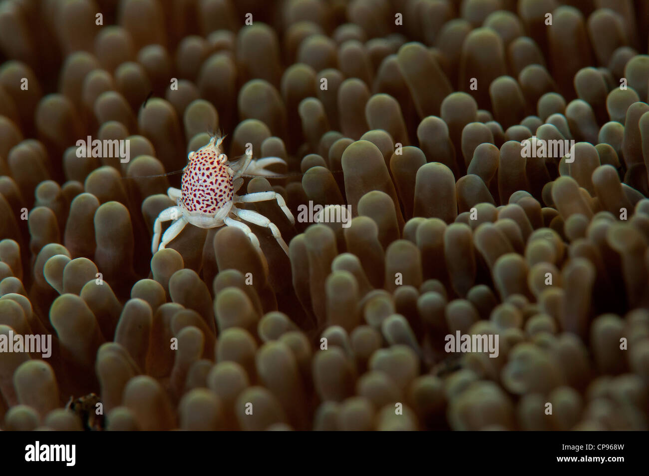 Porcelain Crabs: Porcellanidae on the Aer Prang 1 dive site in the Lembeh Straits, Indonesia Stock Photo