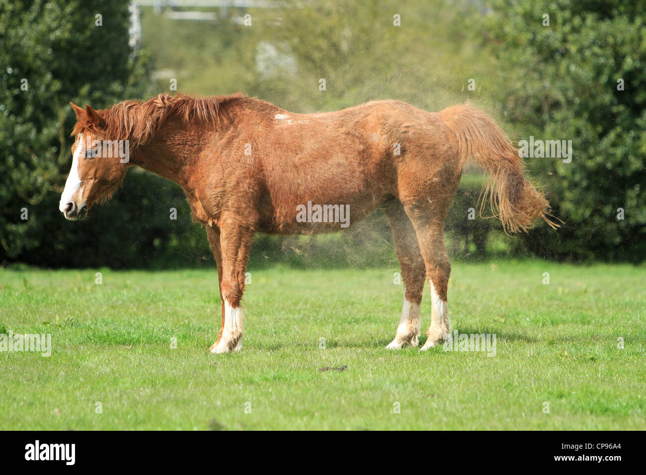 Shaking off dust hires stock photography and images Alamy