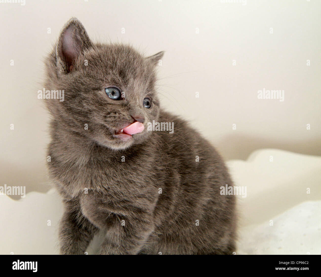 Kitten licking lips Stock Photo Alamy