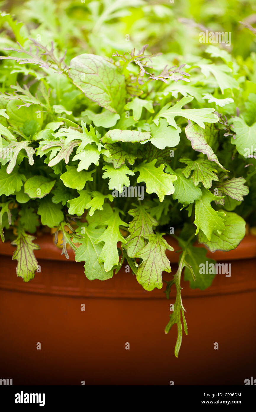 'Cutting the Mustard' mixed salad leaves Stock Photo
