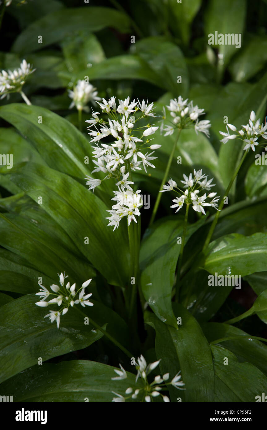 wild garlic in flower (ramsons Allium ursinum) dappled shade Stock