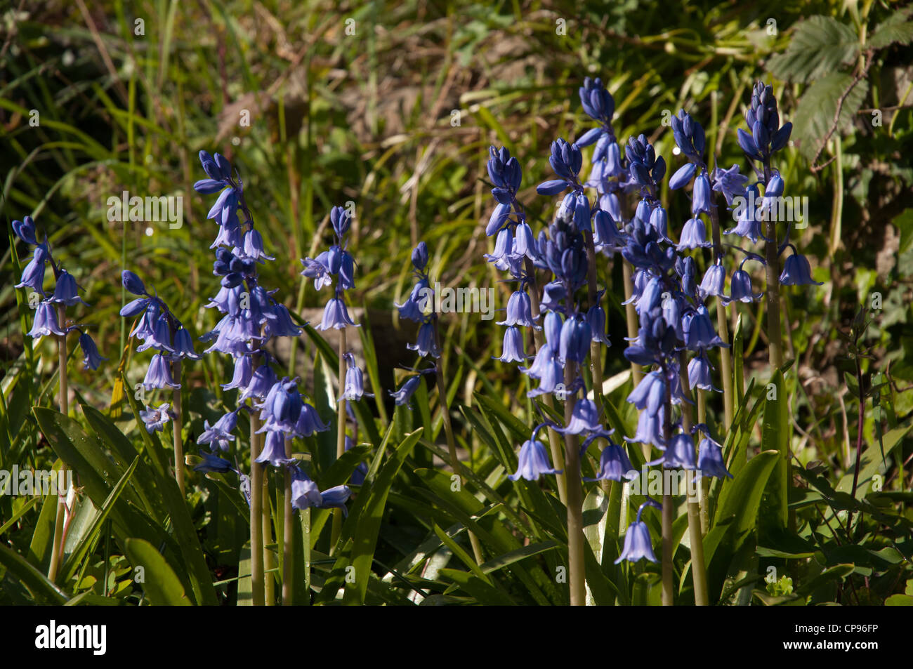 bluebells (Hyacinthoides)  (H.x massartiana)  hybrid between English and Spanish bluebells Stock Photo
