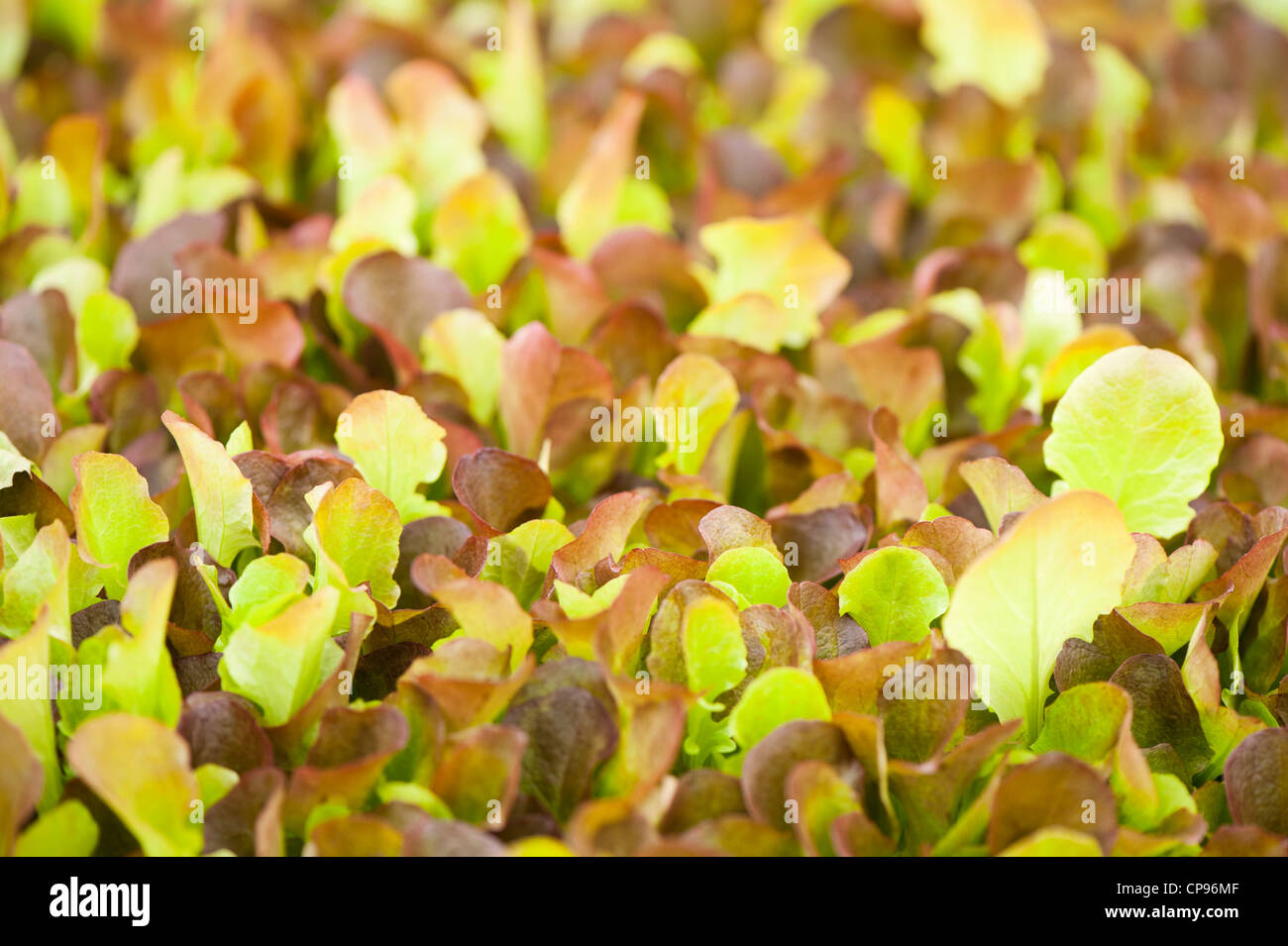 Baby Leaf Lettuce, Red Curled Leaf Salad Bowl, Lactuca sativa Stock Photo