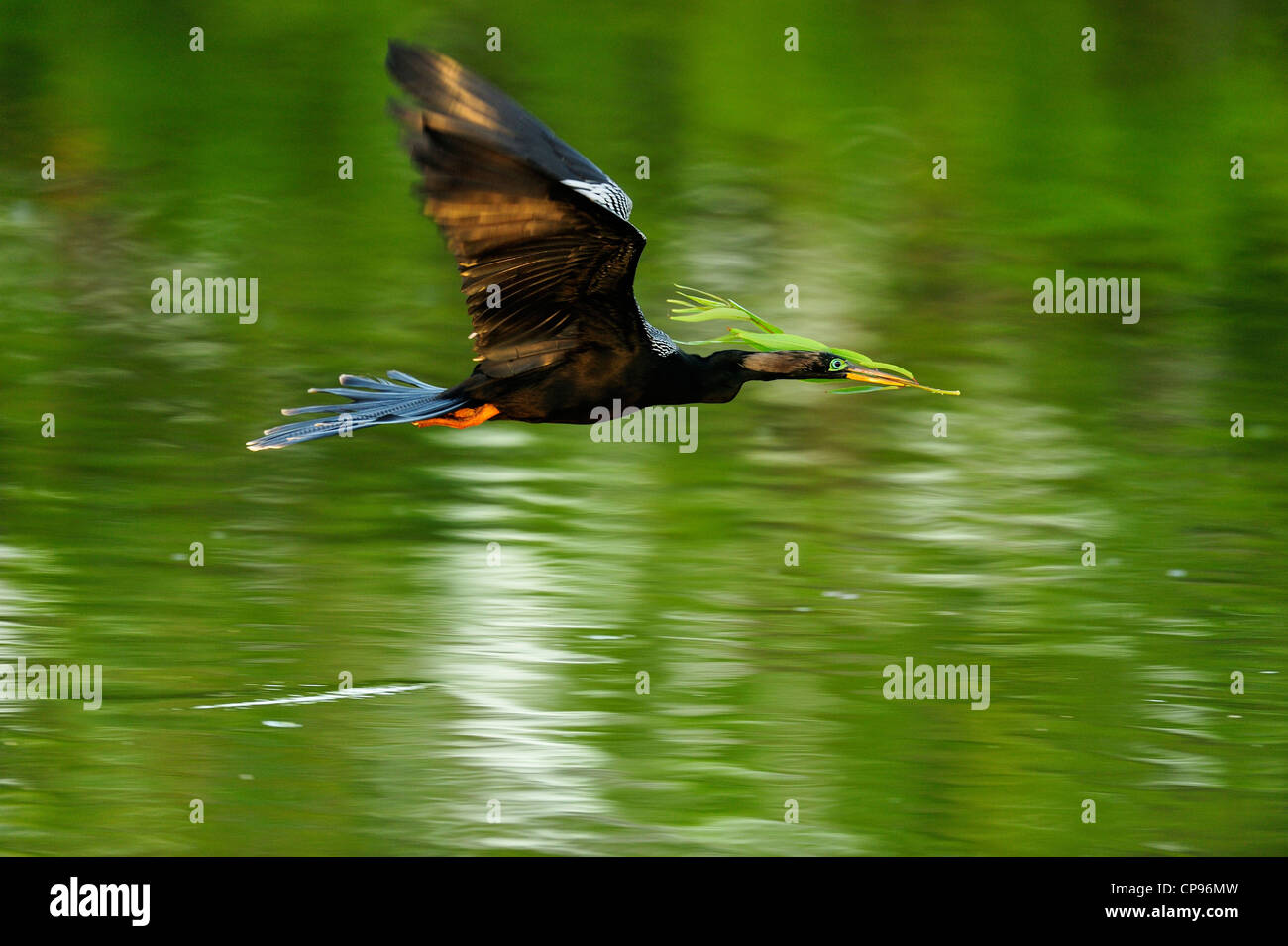 Anhinga (Anhinga anhinga) In flight Audubon Heron Rookery, Venice, Florida Stock Photo