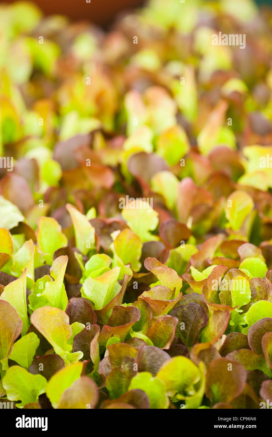 Baby Leaf Lettuce, Red Curled Leaf Salad Bowl, Lactuca sativa Stock Photo