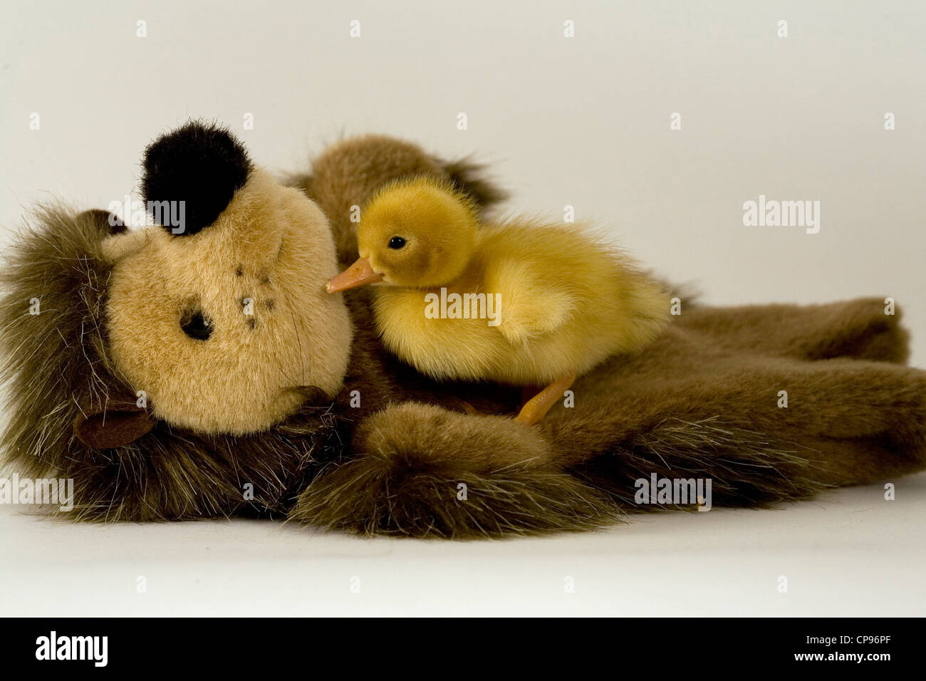 duckling teddy
