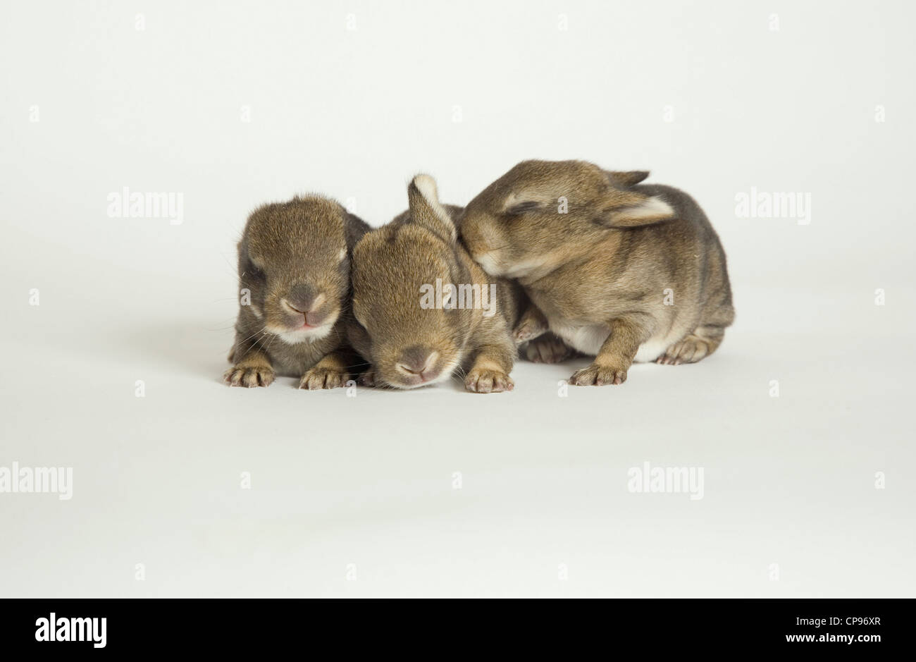 Rabbit, Oryctolagus cuniculus, orphans, abandoned Stock Photo
