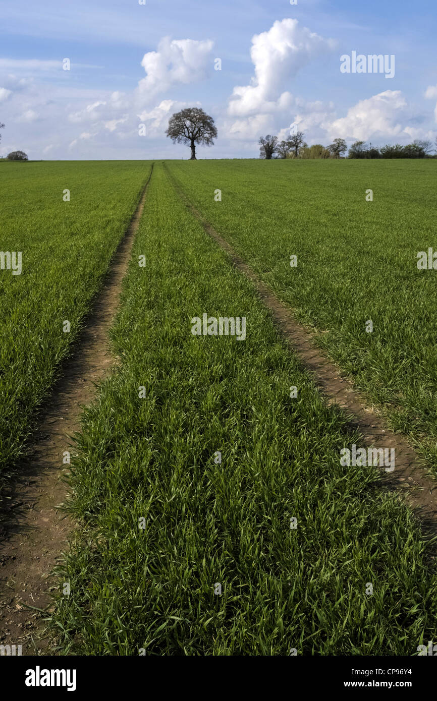 a footpath and public bridleway through the countryside Stock Photo - Alamy