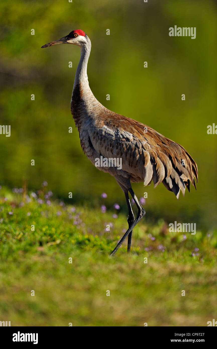 Sandhill crane (Grus Canadensis) Audubon Rookery, Venice, Florida Stock Photo