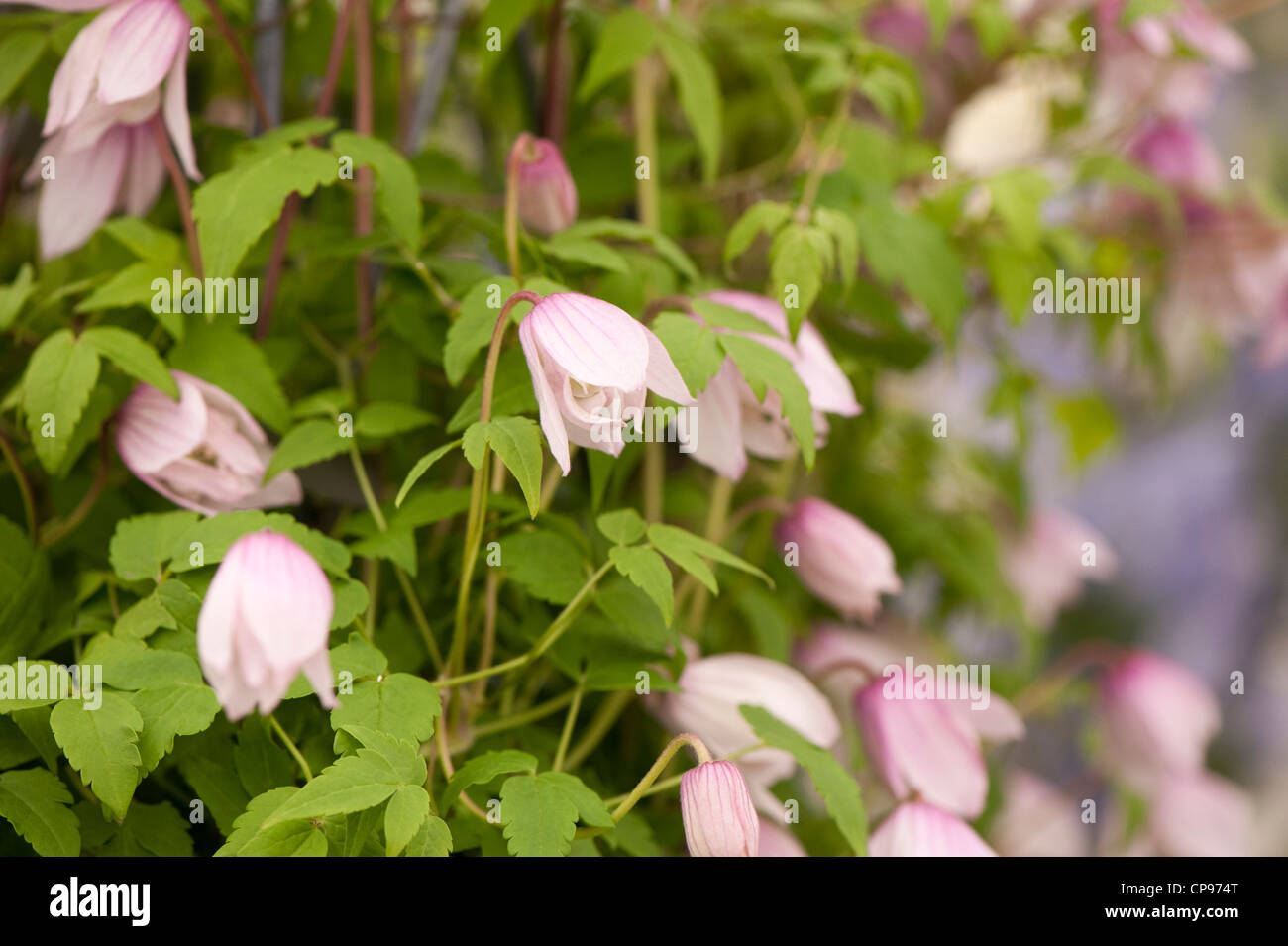 Clematis alpina pink flamingo hires stock photography and images Alamy