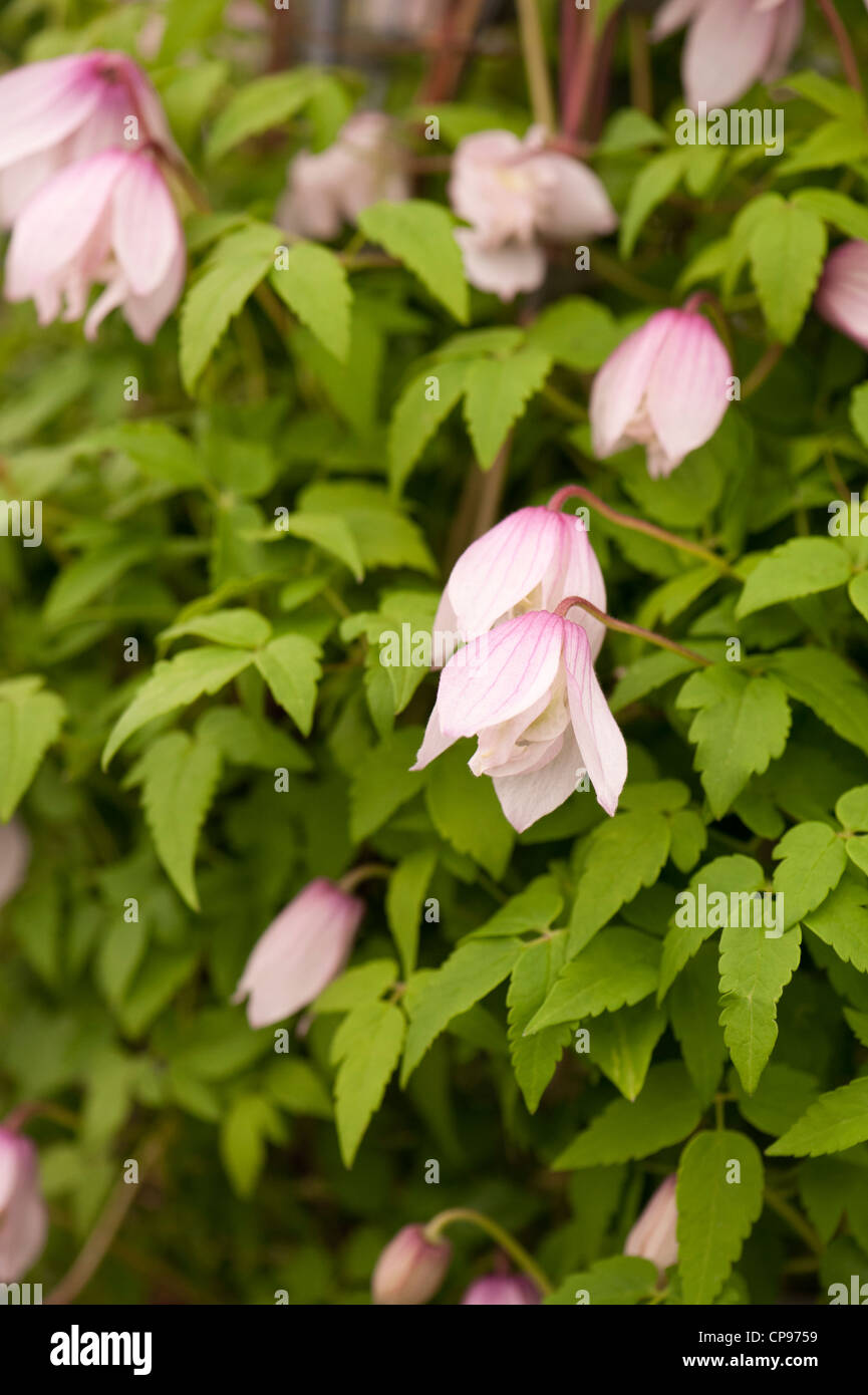 Clematis pink flamingo hires stock photography and images Alamy