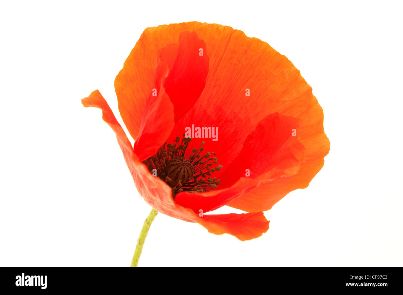 Macro red white poppy Cut Out Stock Images & Pictures - Alamy