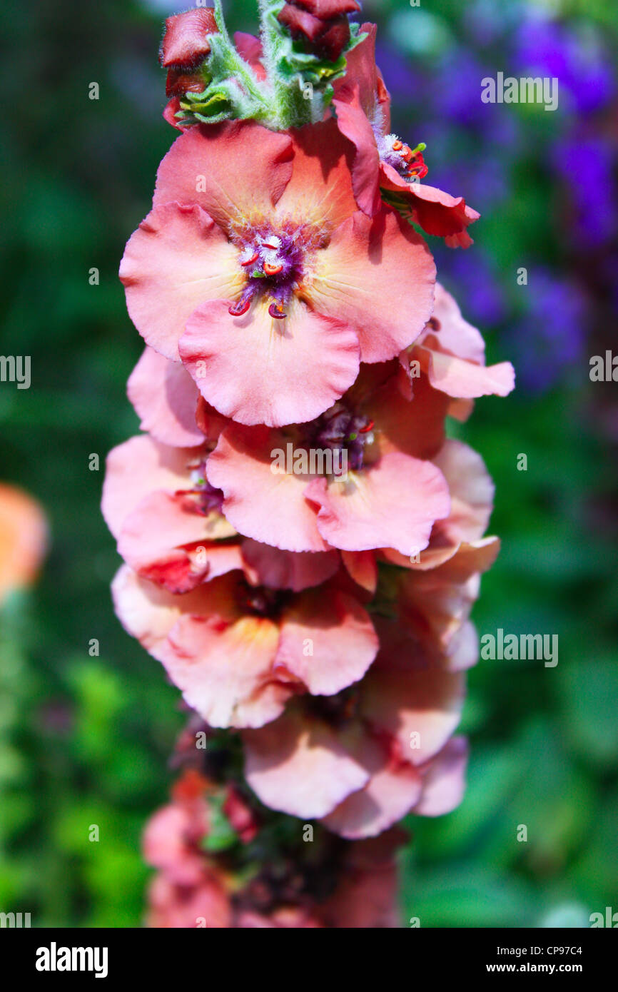 Colorful flowering plants in garden Stock Photo - Alamy