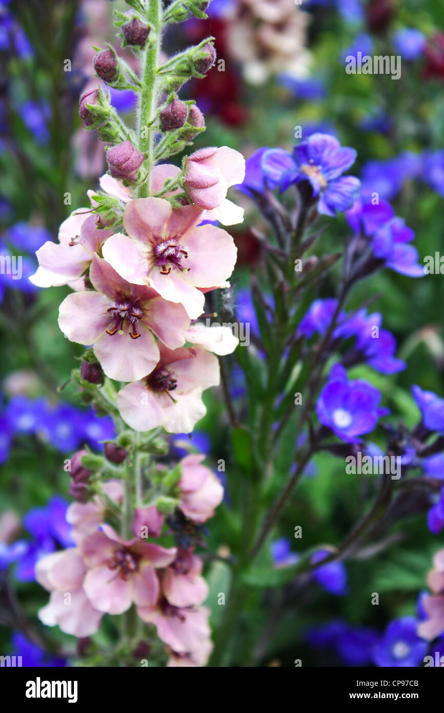Colorful flowering plants hi-res stock photography and images - Alamy
