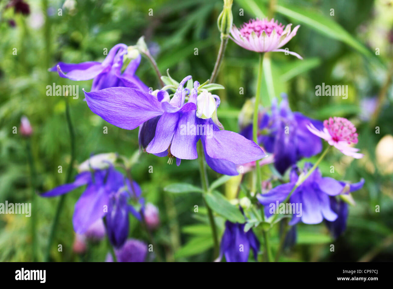 Colorful flowering plants in garden Stock Photo - Alamy