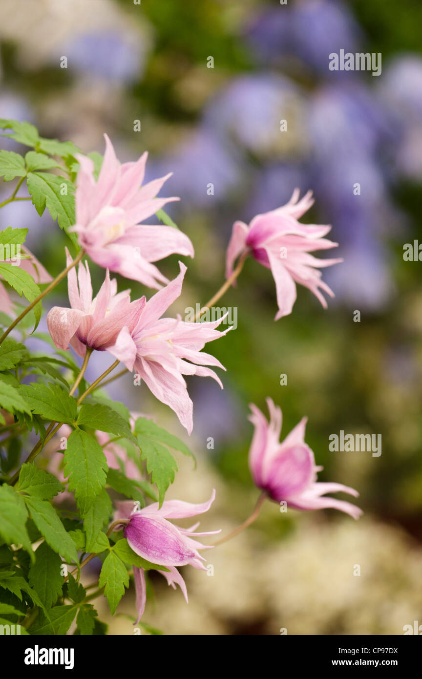 Clematis macropetala 'Markhams Pink' Stock Photo Alamy