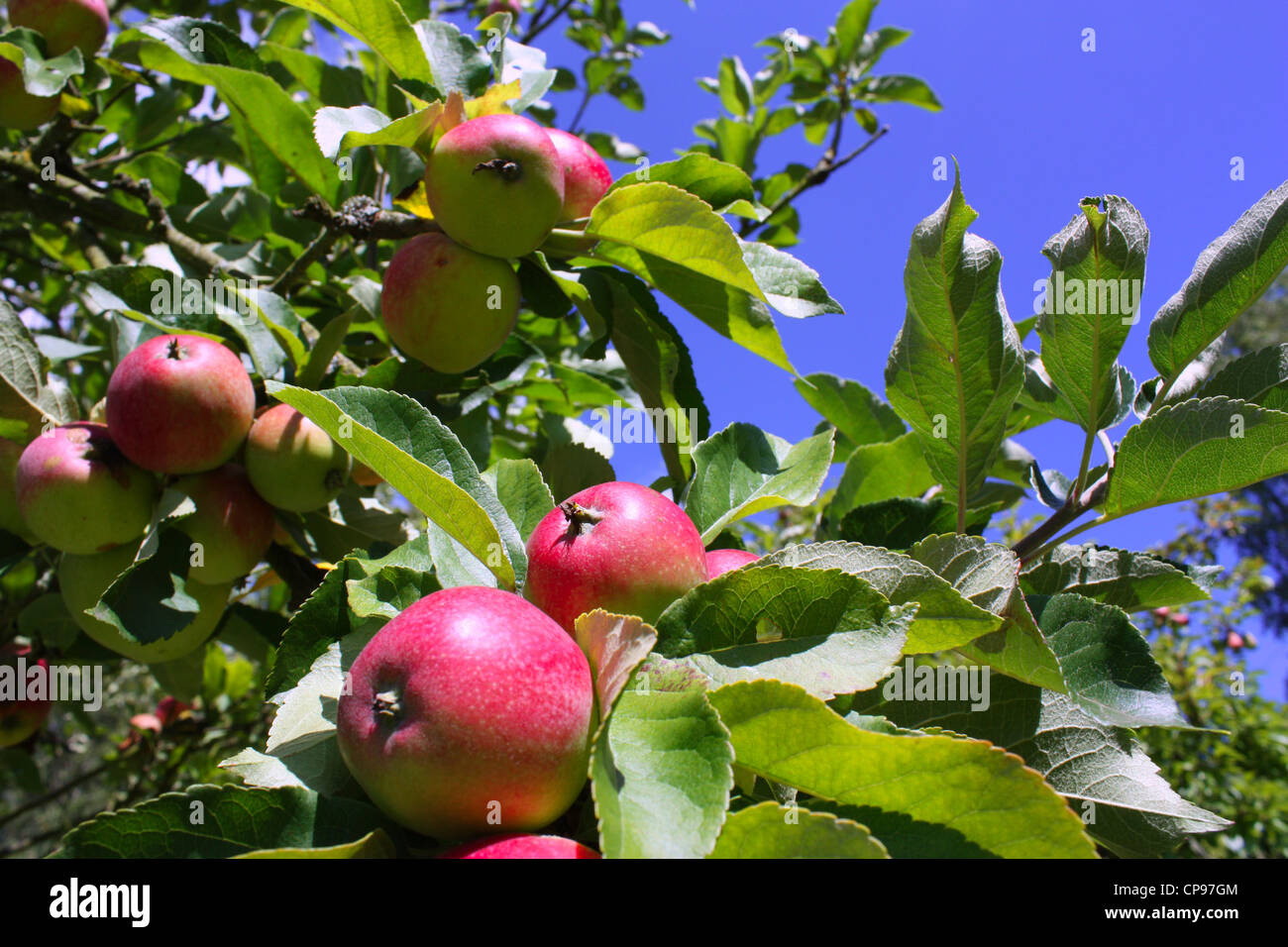 Fresh Fruits Growing On Trees In Summer Season Stock Photo Alamy