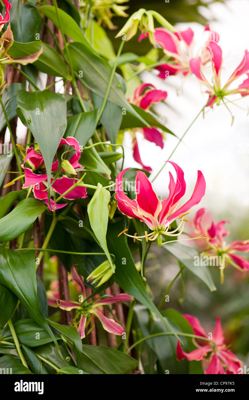 Gloriosana Rothchildiana, The Glory Lily Stock Photo