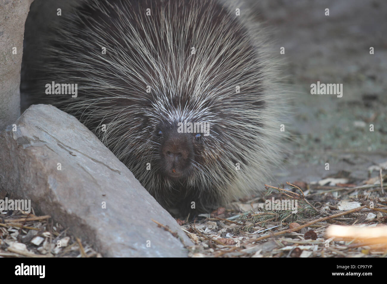 North American Porcupine front view close up Stock Photo