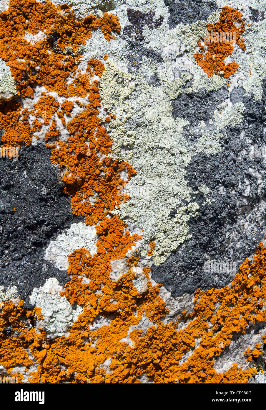 Rock covered in colorful lichen texture closeup Stock Photo - Alamy