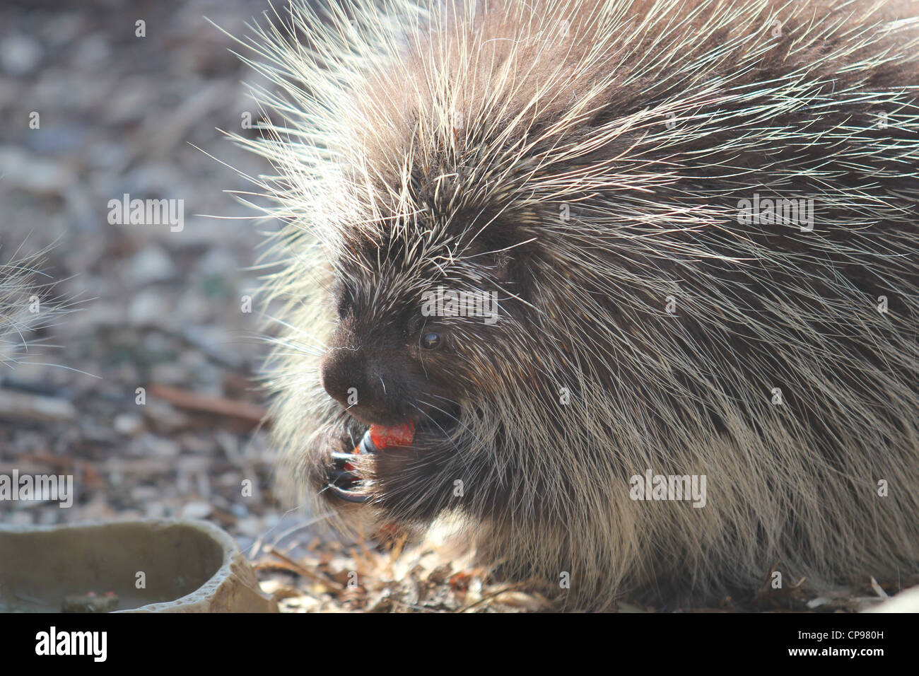 Porcupine eating vegetables at zoo Stock Photo