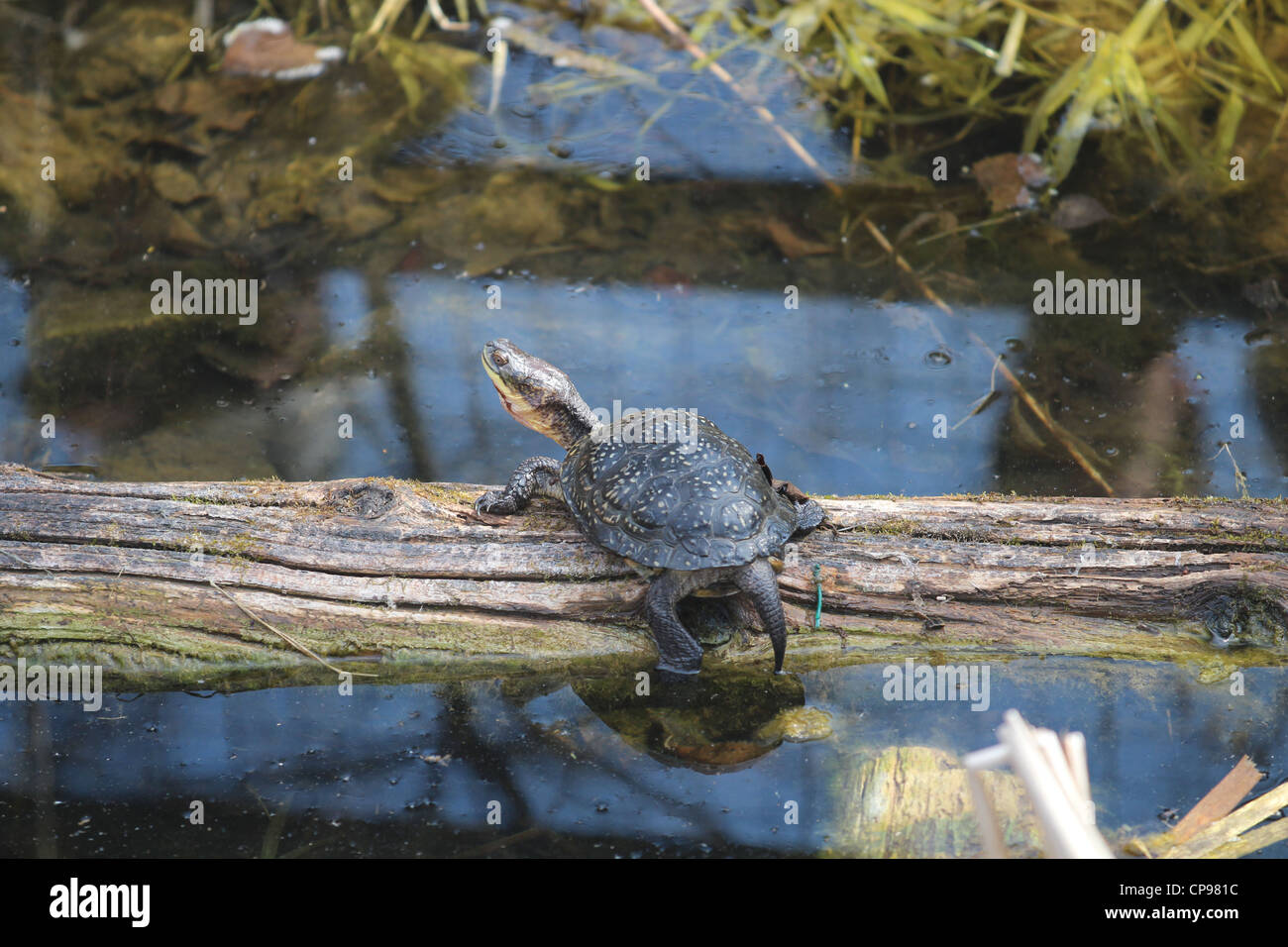 North American Reptile in nature Stock Photo