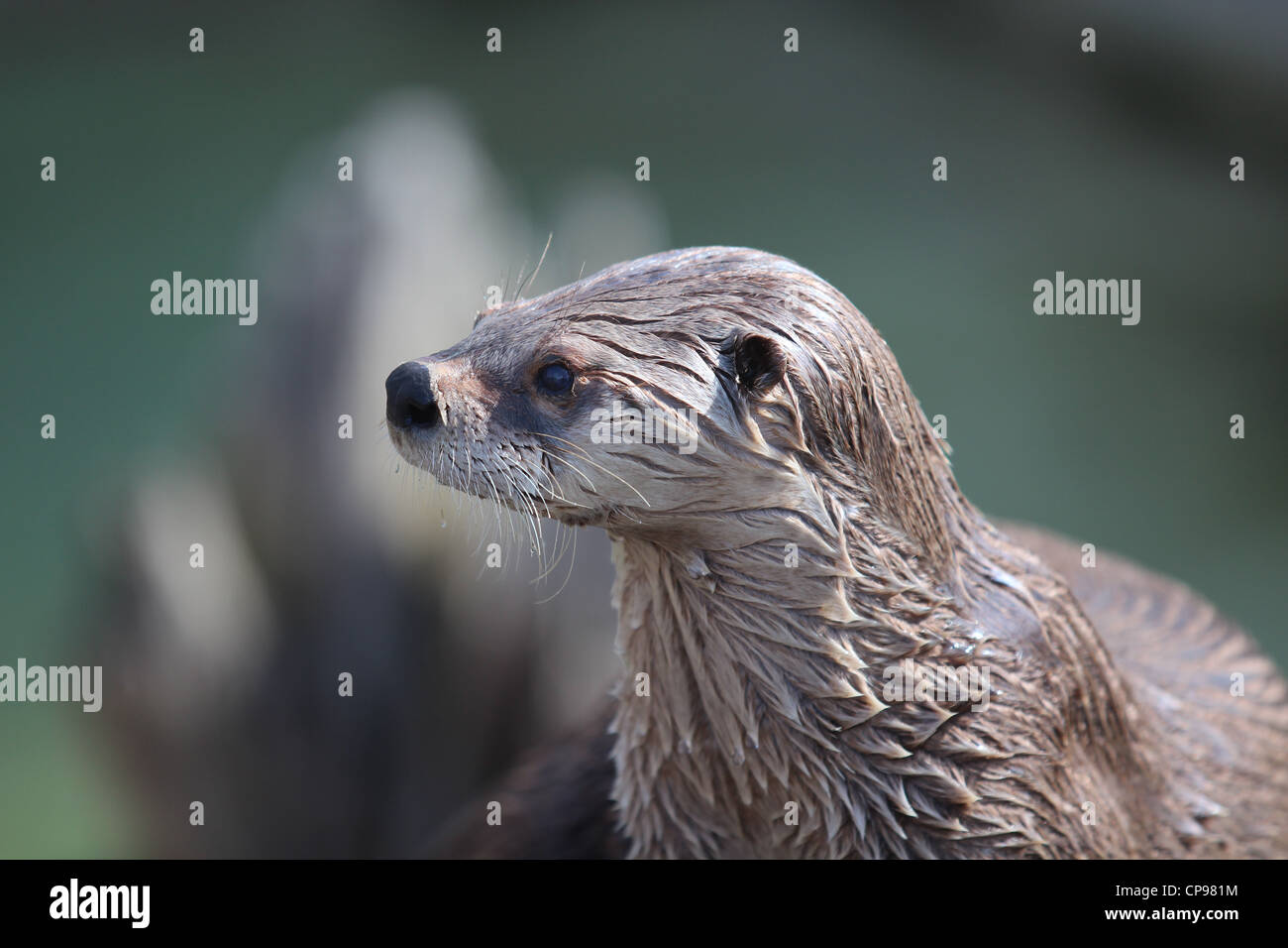 Northern River Otter close up portrait Stock Photo