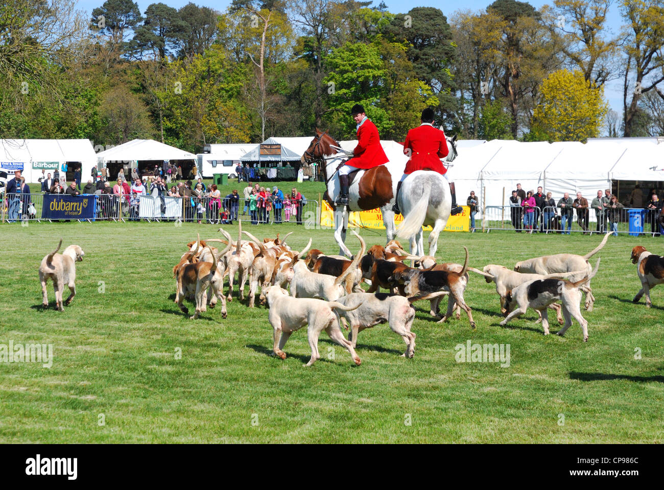 Horse & Hounds Stock Photo Alamy