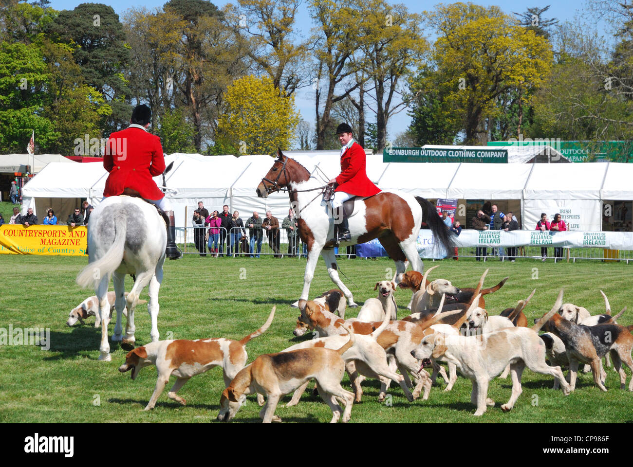 Horse & Hounds Stock Photo Alamy