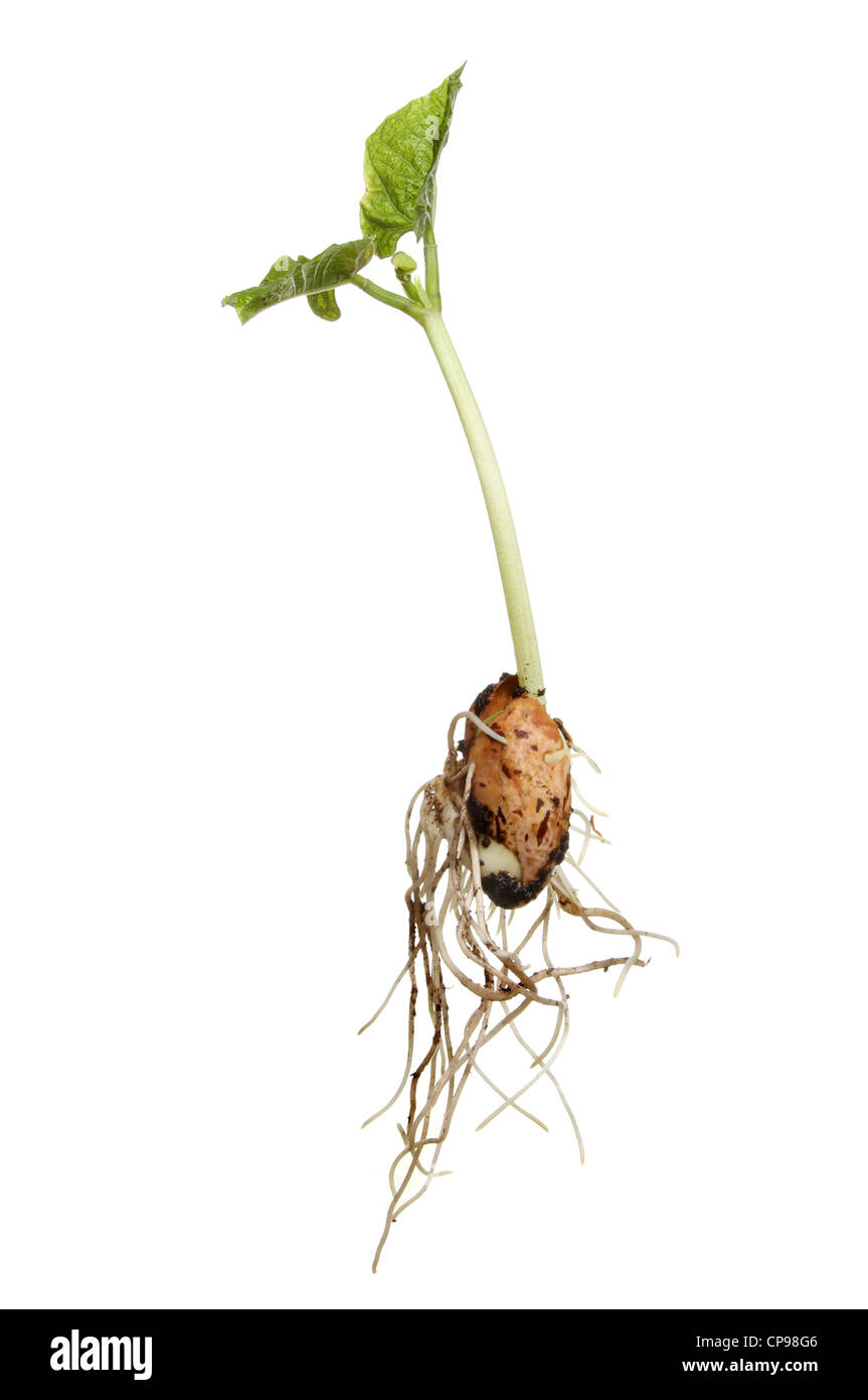 Bean seed roots hires stock photography and images Alamy