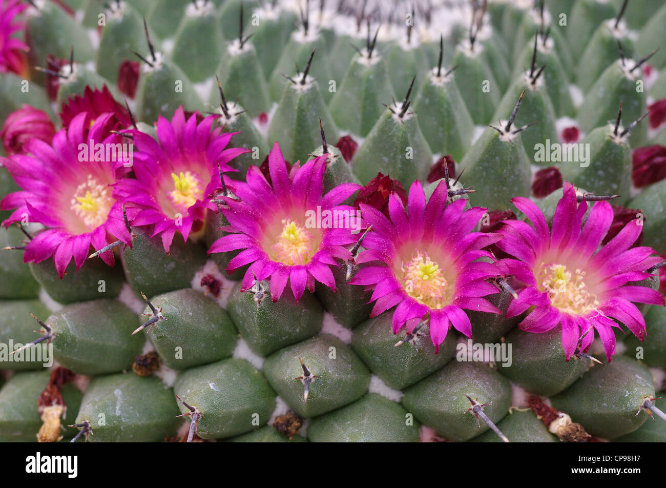 Cactus Mammillaria Mamillaria seitziana purple flowers close up Stock Photo