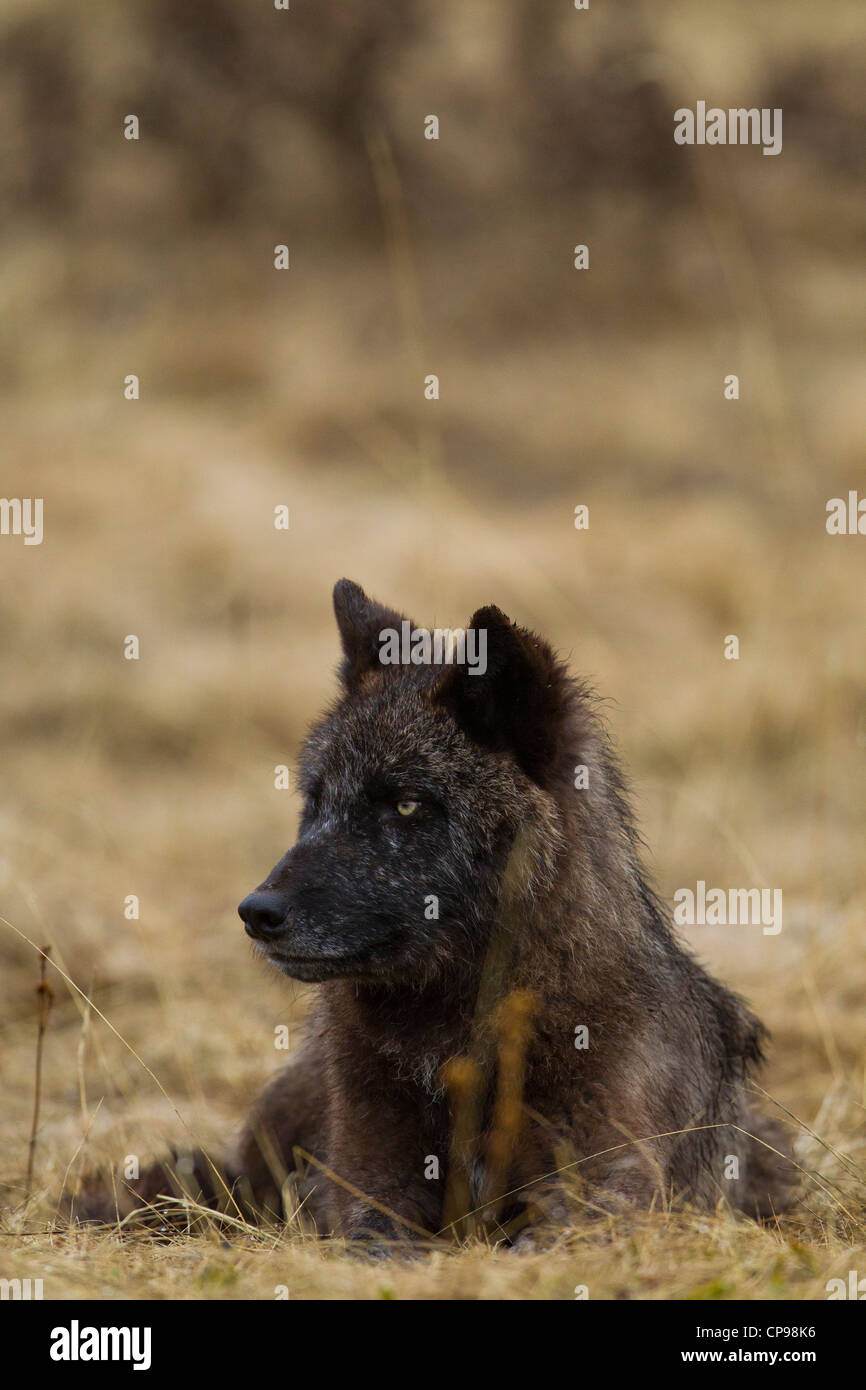 A gray wolf rests in a meadow in Banff National Park, Alberta, Canada.  Photo by Gus Curtis Stock Photo