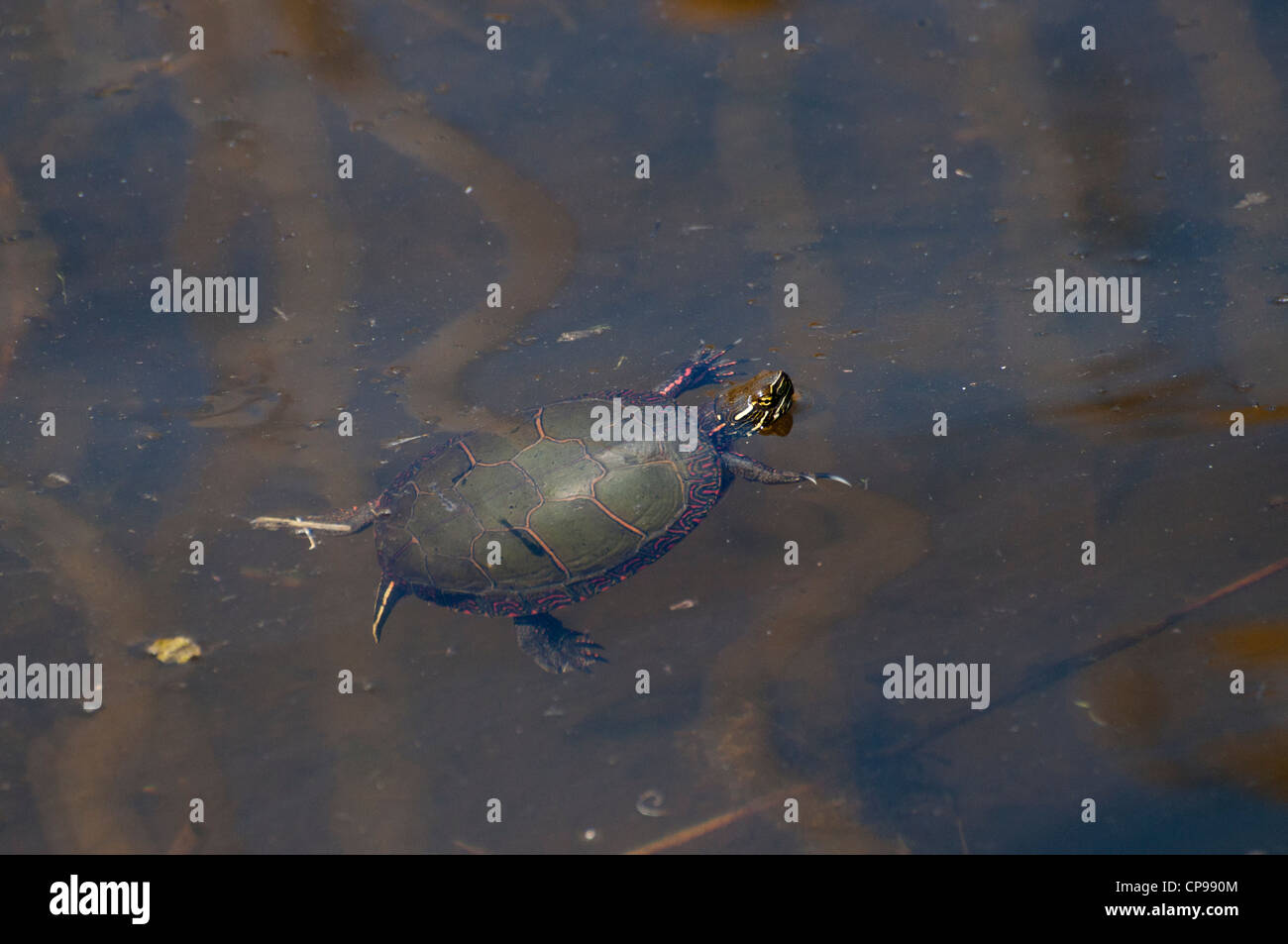 An Eastern Painted Turtle floats on the surface of the wetlands, Ile