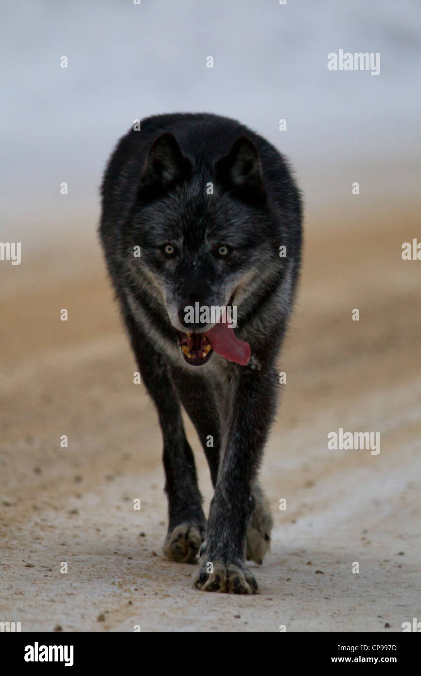 A gray wolf walks along a road in Banff National Park, Alberta, Canada.  Photo by Gus Curtis Stock Photo