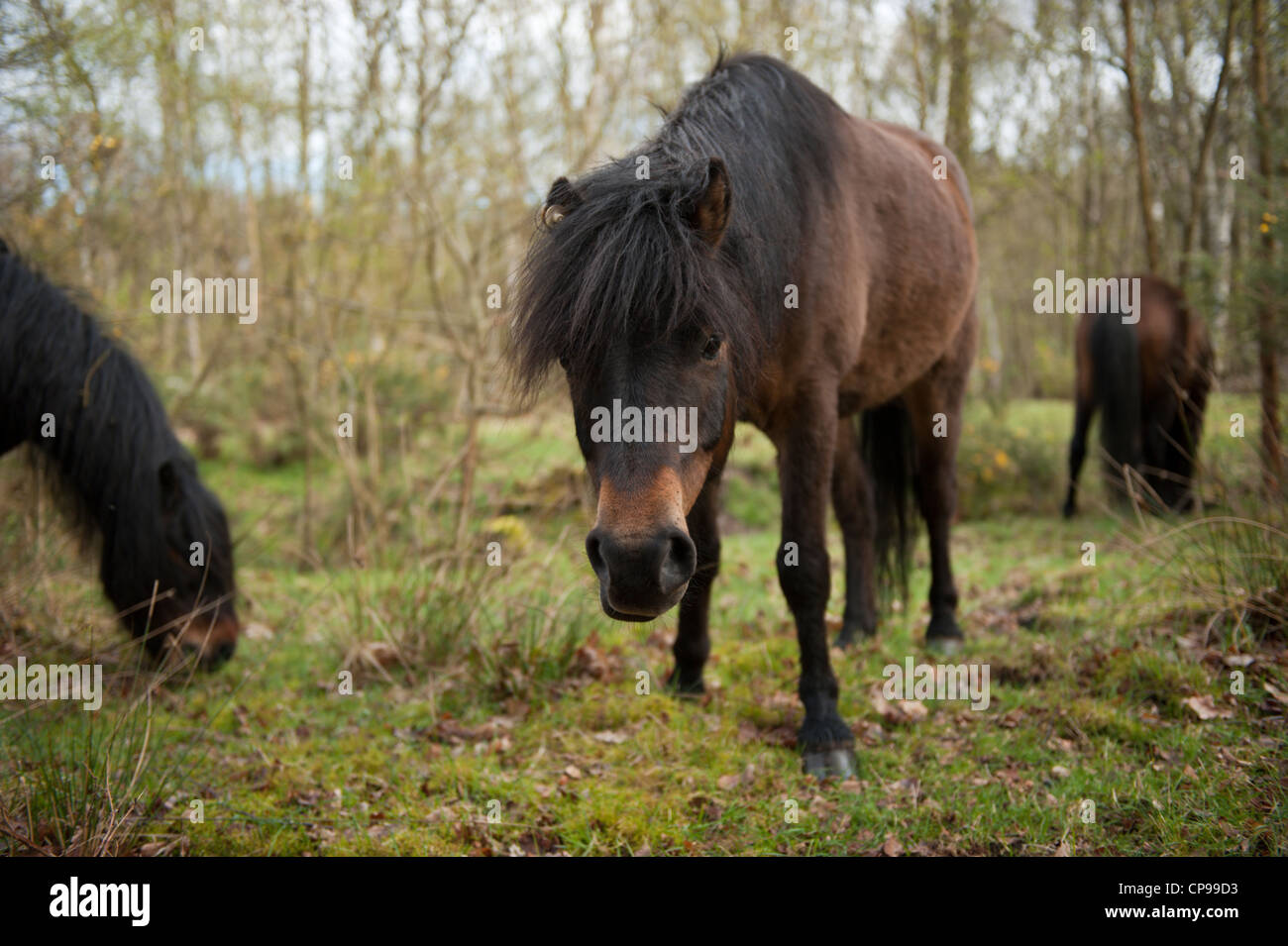 Dartmoor ponies feeding on Roydon Common Norfolk Stock Photo Alamy