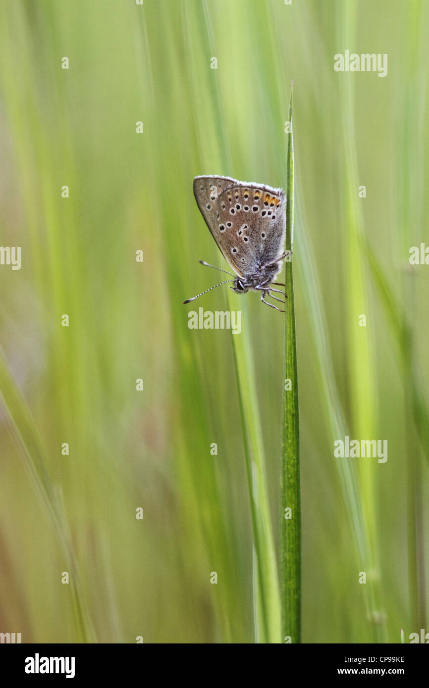 Purple-edged Copper (Lycaena hippothoe) resting in the vegetation Stock Photo
