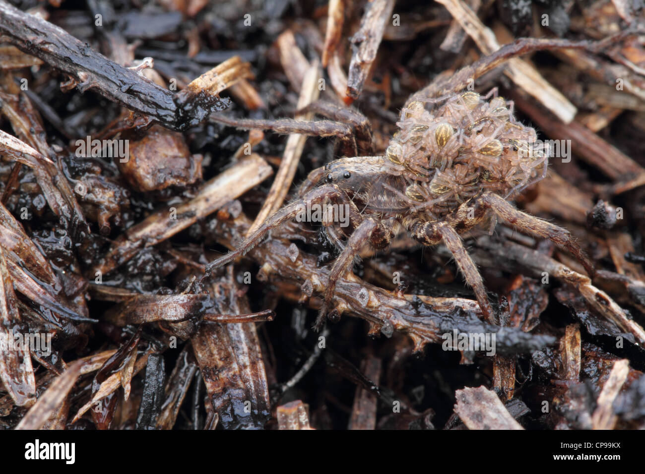 Wolf spider carrying her young Stock Photo