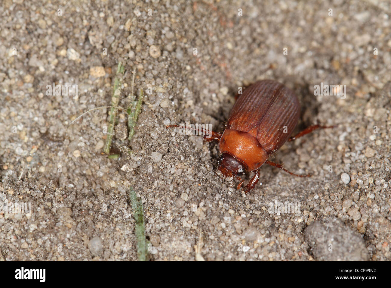 Brown Chafer (Serica brunnea) on the ground Stock Photo