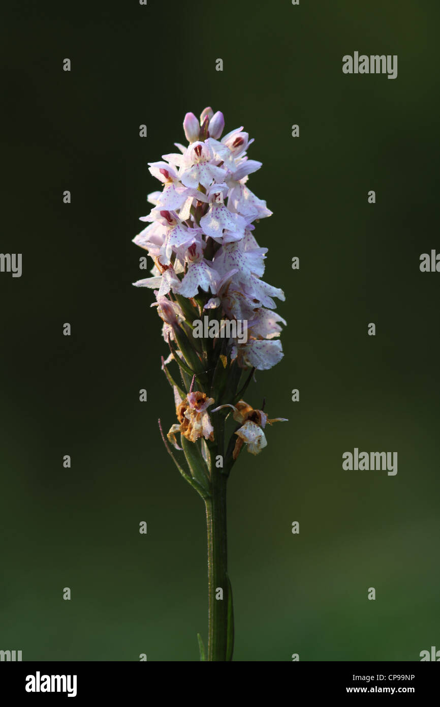 Heath Spotted Orchid also known as Moorland Spotted Orchid (Dactylorhiza maculata ssp maculata) Stock Photo