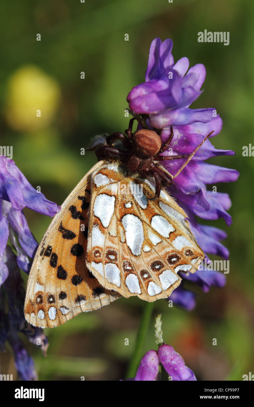 A closeup of a crab spider with prey (the colourful butterfly species Queen of Spain Fritillary, Issoria lathonia) Stock Photo