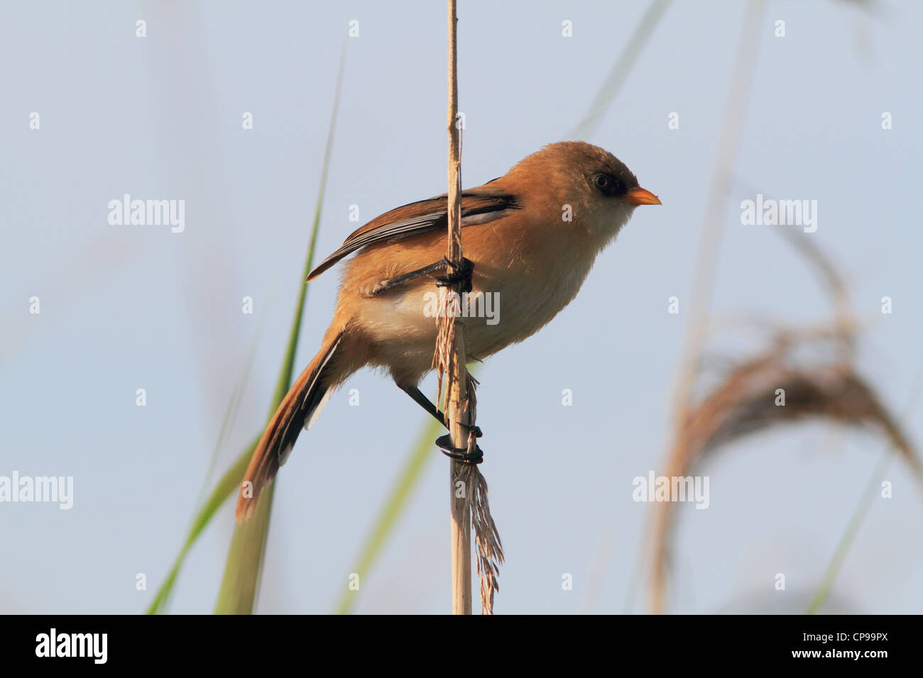 Bearded Reedling (Panurus biarmicus) juvenile male on reed Stock Photo ...