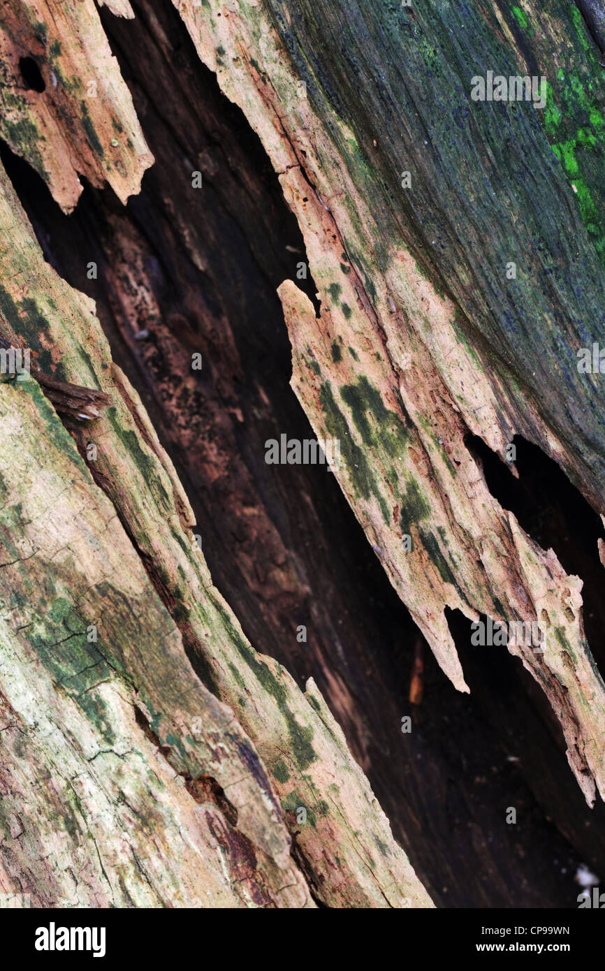 Decaying beech wood closeup. Stock Photo