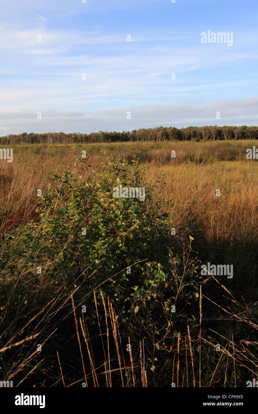Scrub encroachment in the raised bog known as Svanemose in Denmark. Stock Photo