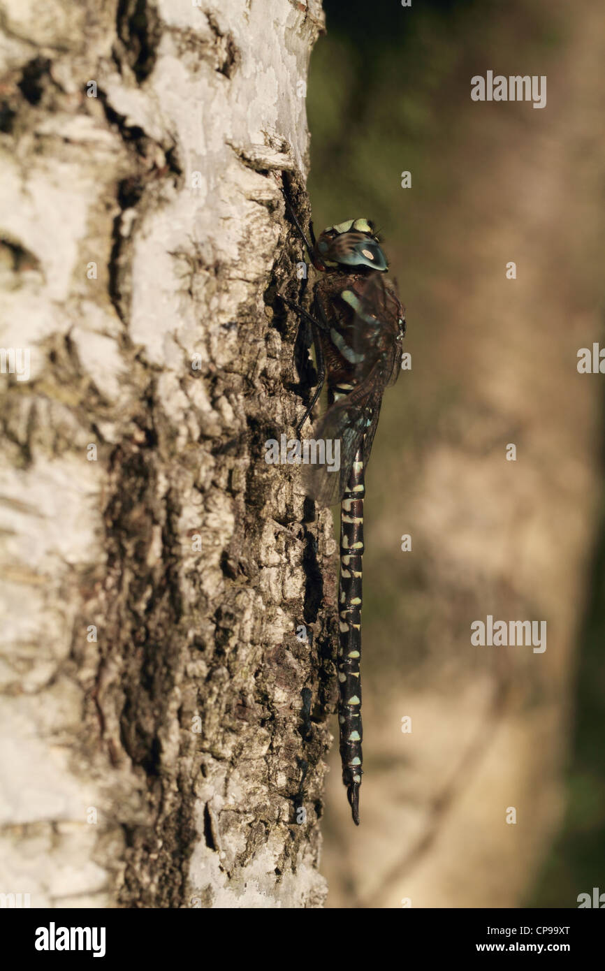 A well camouflaged Bog Hawker (Aeshna subarctica) resting on a birch trunk Stock Photo