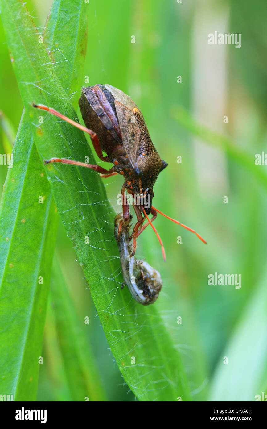 The predatory shield bug species Picromerus bidens with prey Stock Photo